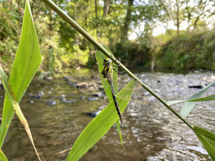 Imago einer Großlibelle ruht auf einer Pflanze in unmittelbarer Bachnähe.